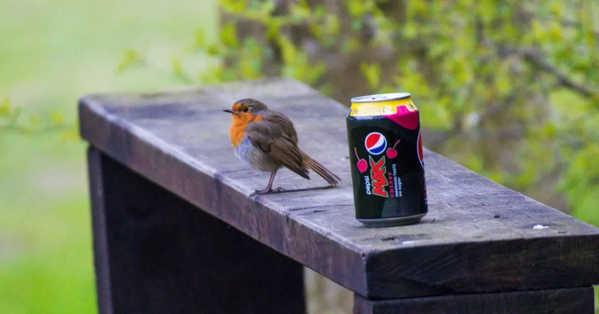 A small bird with orange breast perched on a wooden railing next to a soft drink can, with green foliage behind.