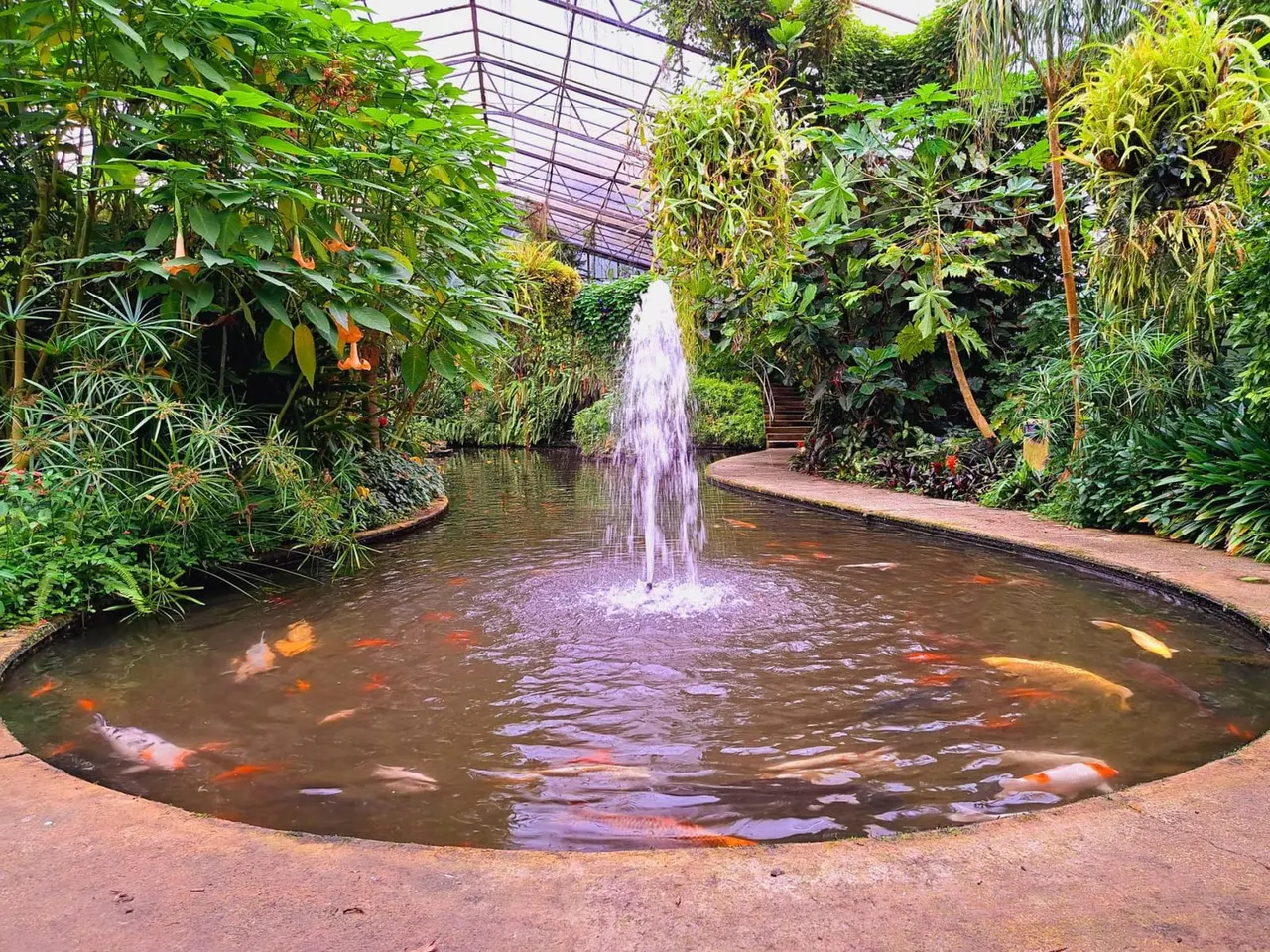 Fountain and koi pond surrounded by lush tropical plants in a glass greenhouse with pathways on either side.