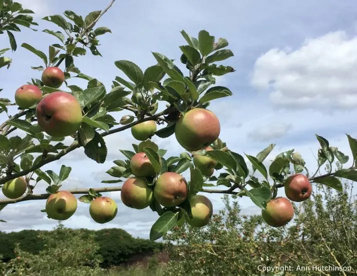 Ripe apples hanging from a tree branch with green foliage against a blue sky.