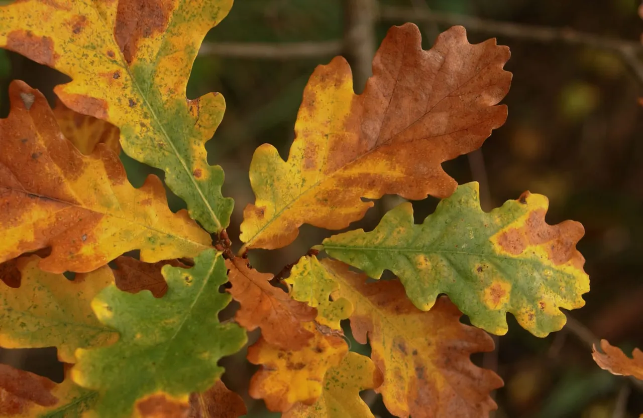 Close-up of autumn oak leaves displaying yellow, orange and brown autumn colour.