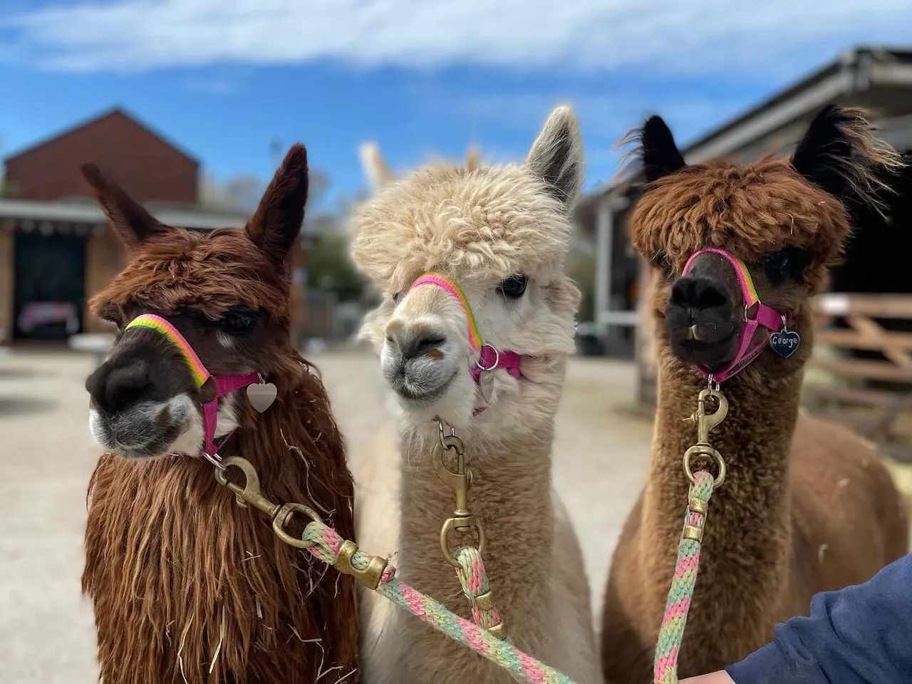 Three alpacas wearing coloured halters stand in a farm courtyard on a sunny day.
