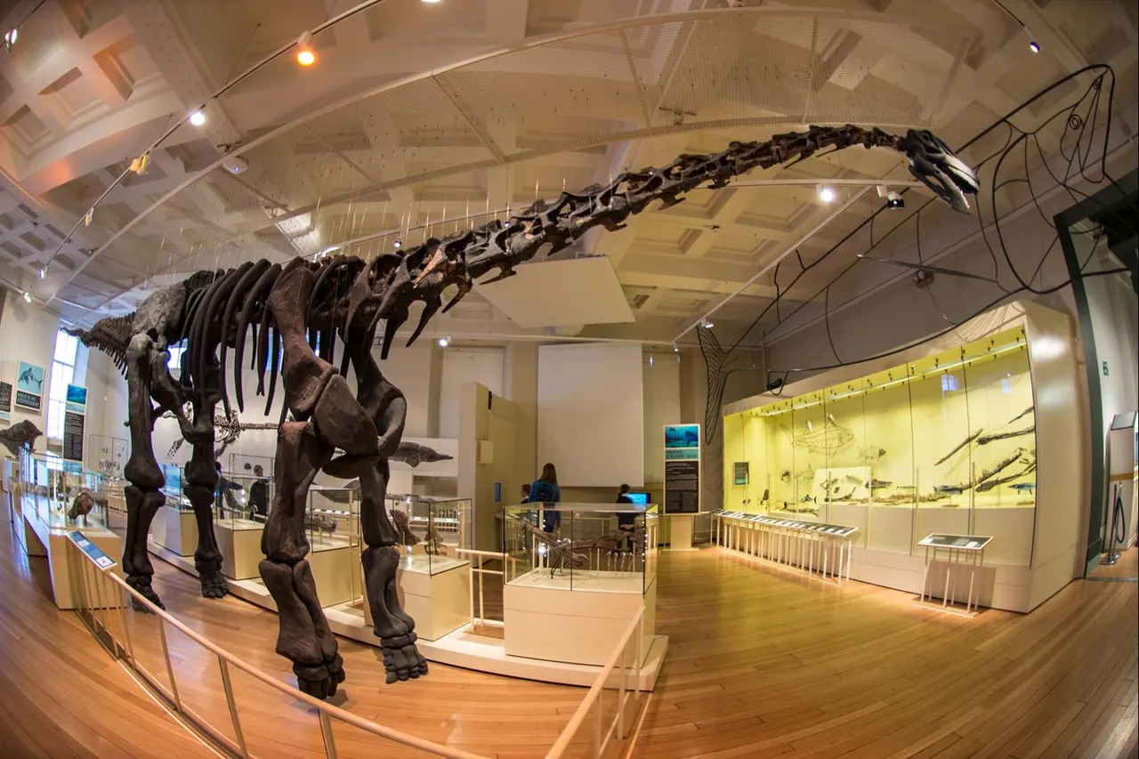 Large dinosaur skeleton displayed in a museum gallery with wooden flooring, glass barriers, and illuminated exhibition cases.