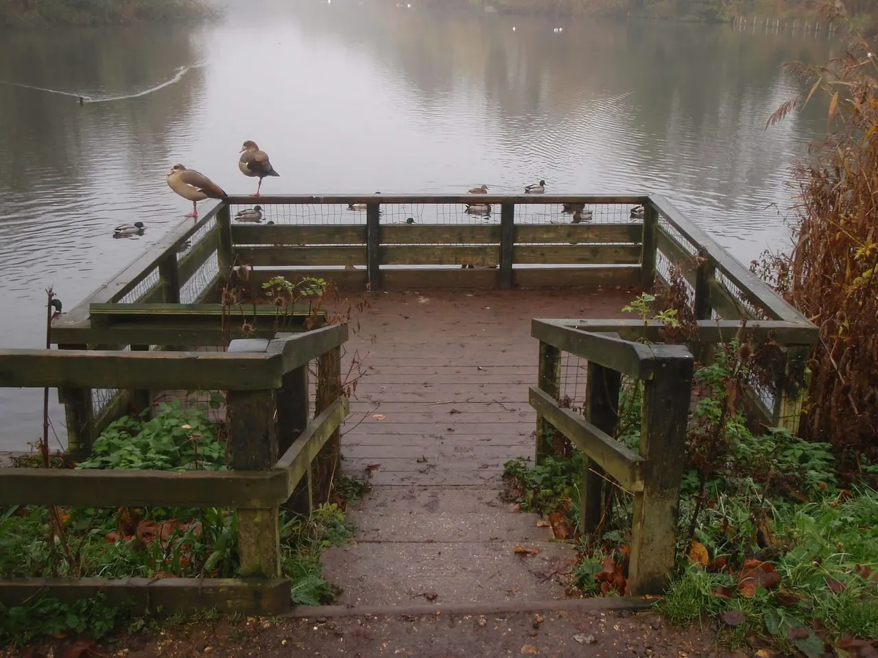 Wooden viewing platform extending over a lake with several waterfowl swimming and standing on the railings in misty autumn conditions.