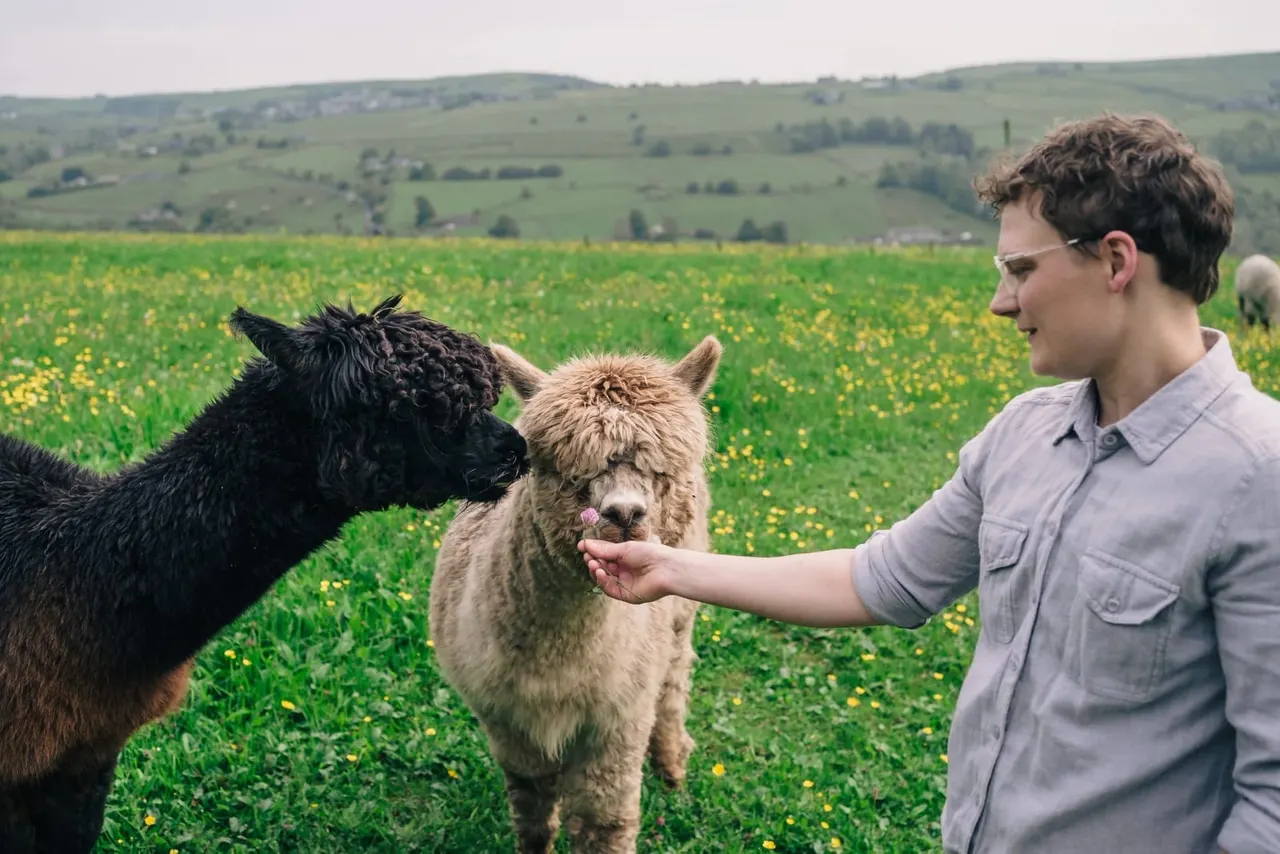 Young man feeding two alpacas in a field of yellow flowers with rolling hills beyond.