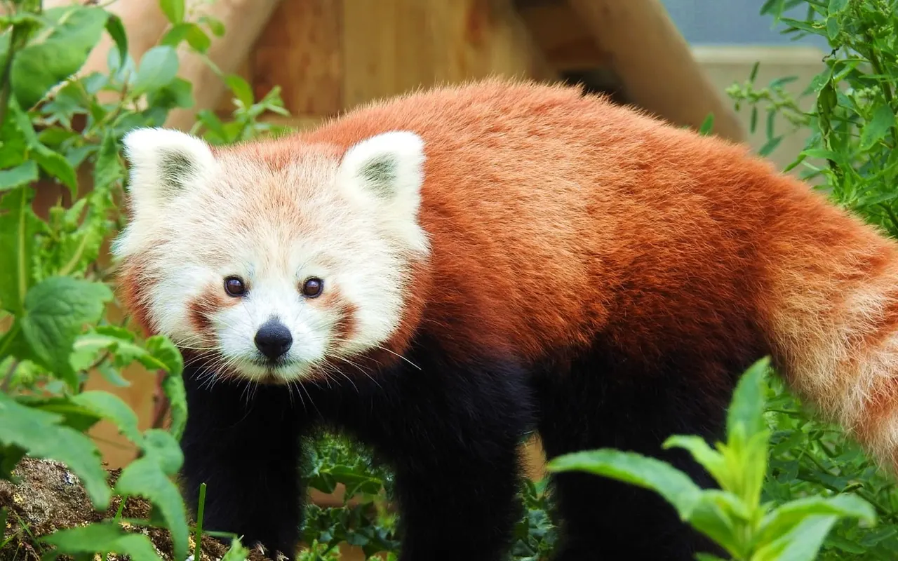 Red panda in enclosure