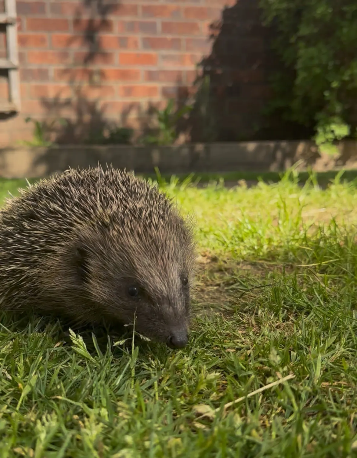 A hedgehog foraging on grass in a garden with brick walls behind.
