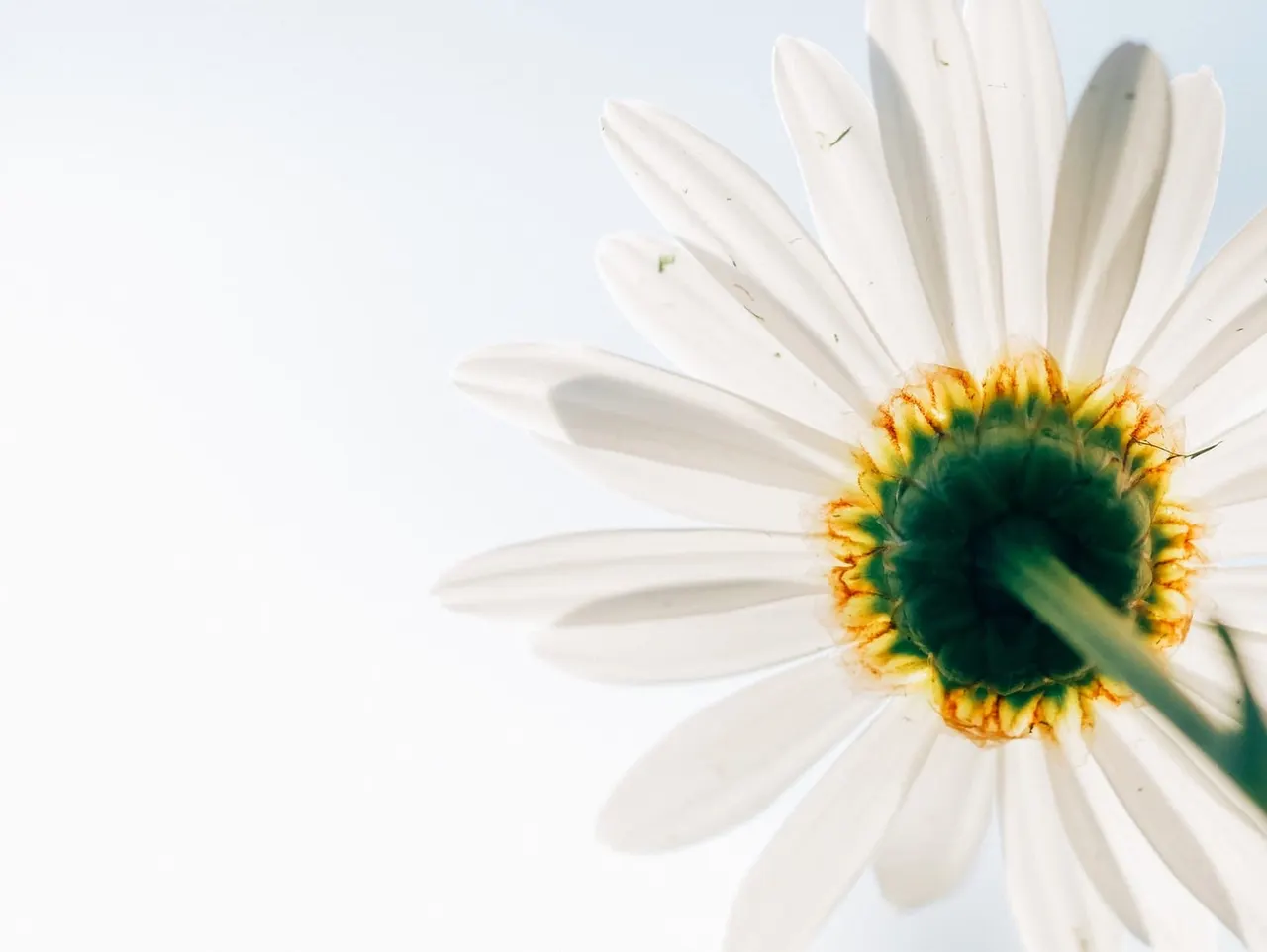 Close-up of a white daisy flower with yellow and green centre against a pale blue sky.