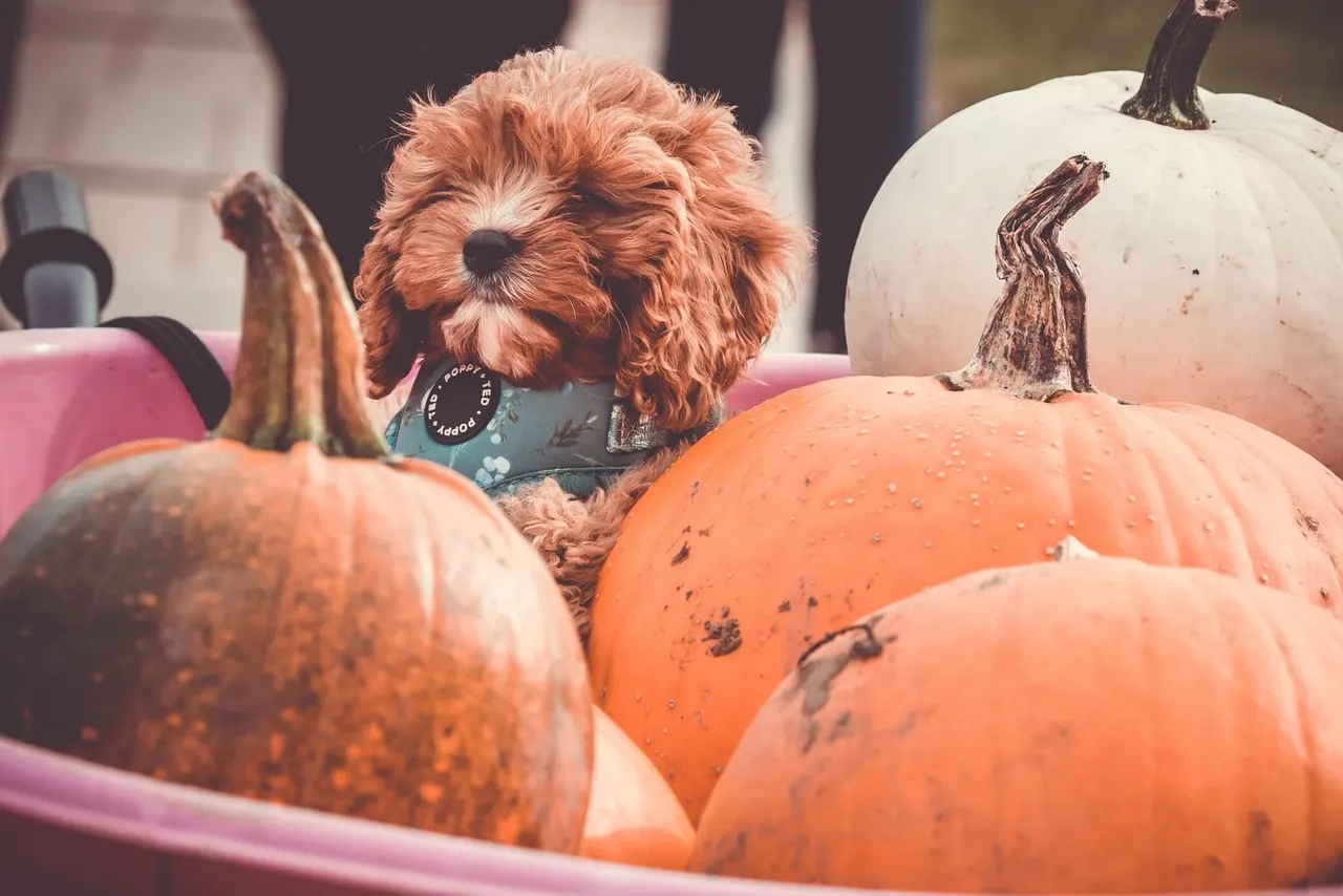 Halloween Farm site photo