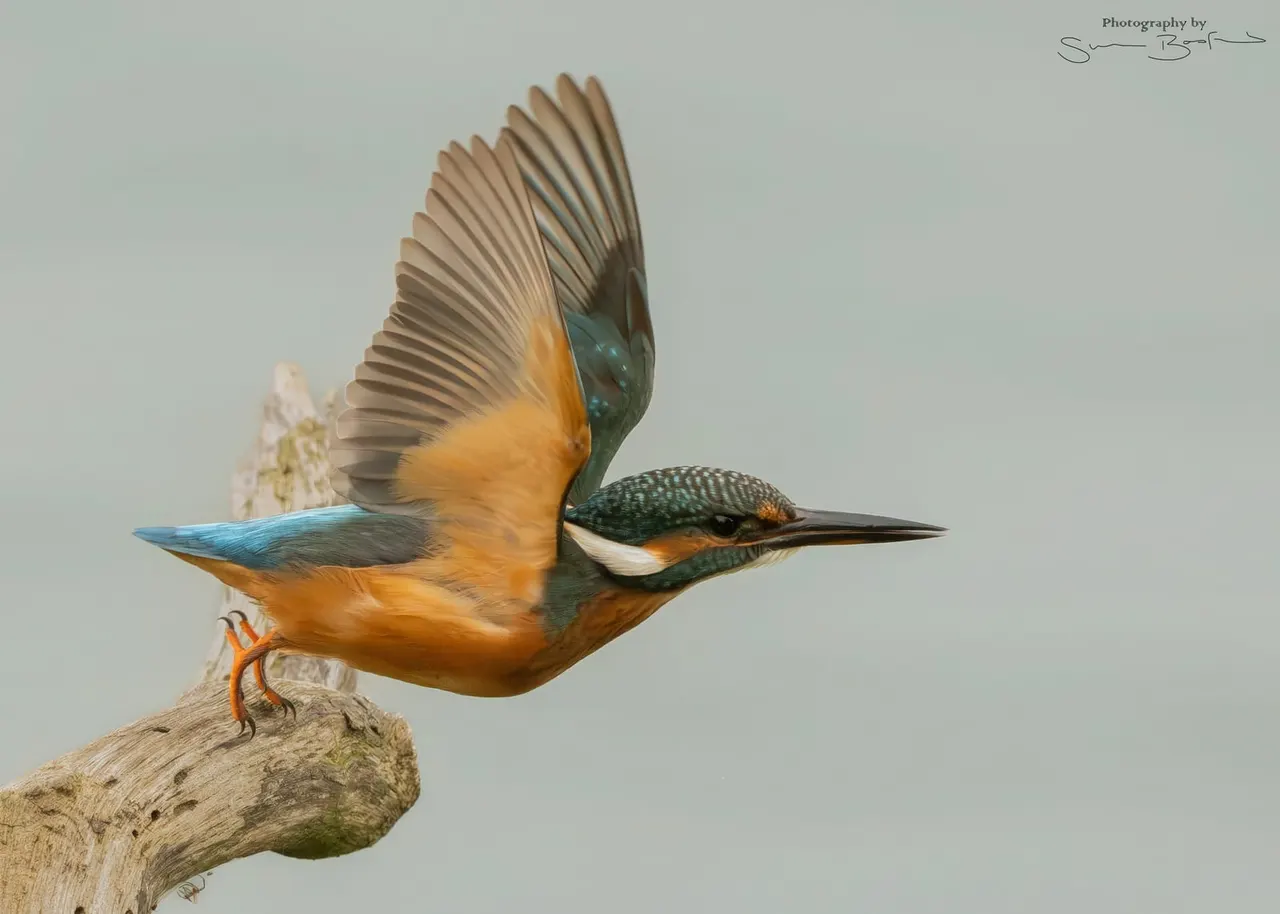 A kingfisher with orange-red underparts and dark green-blue upperparts takes flight from a weathered branch against a grey sky.