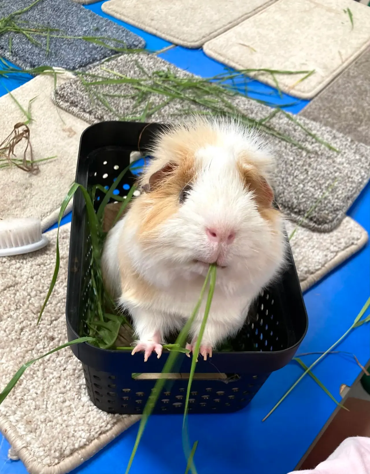 Guinea pig eating grass in a black basket on blue matting.