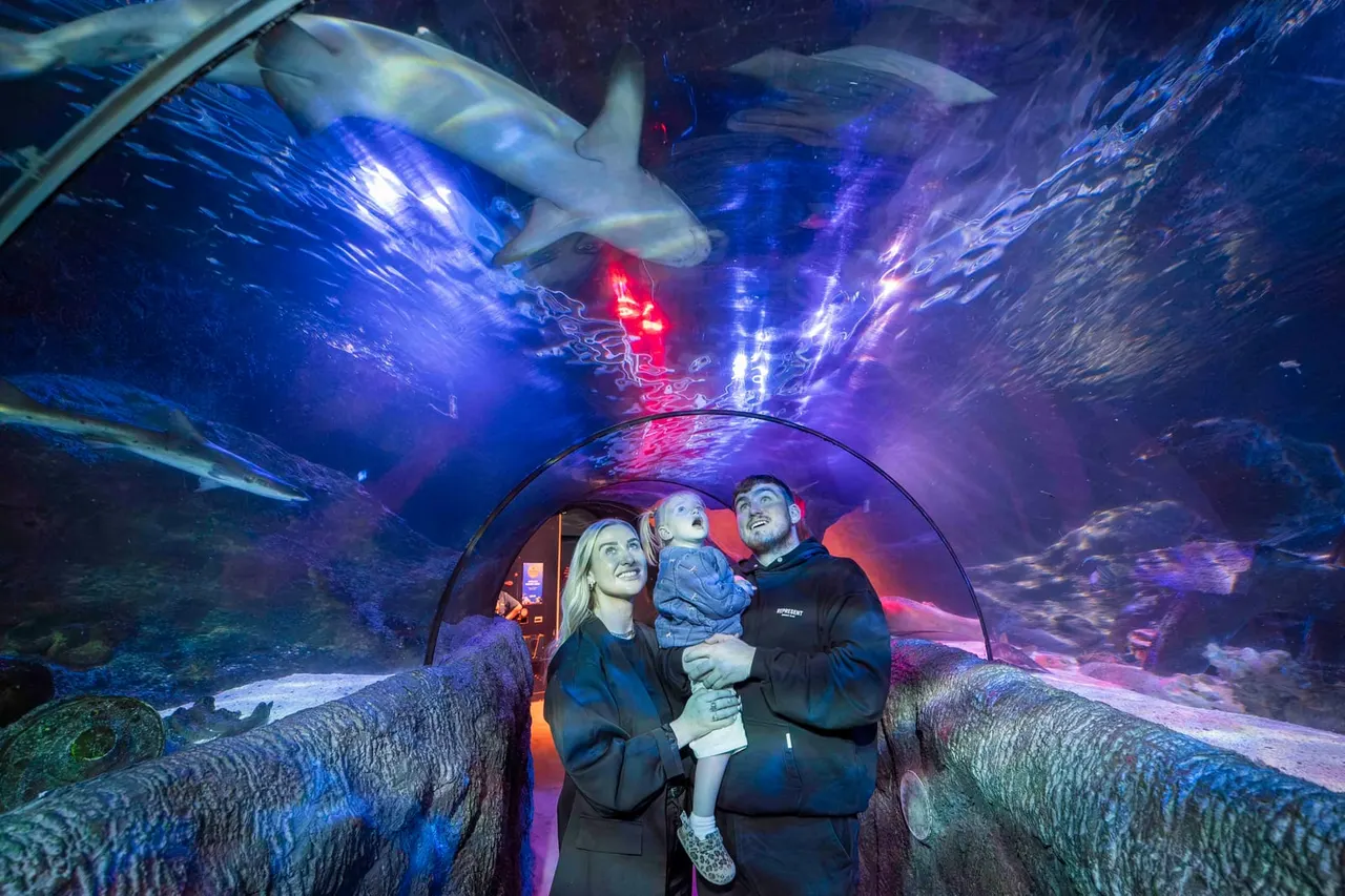 Family looking up at sharks swimming overhead in an illuminated underwater tunnel with colourful lighting effects.