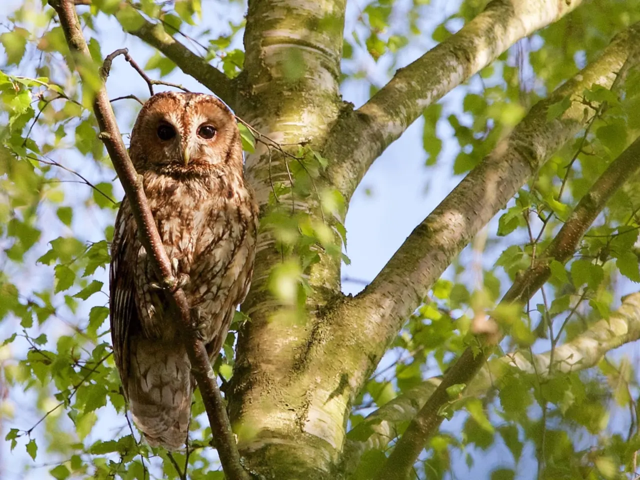 An owl perched on a tree branch surrounded by green foliage and blue sky.