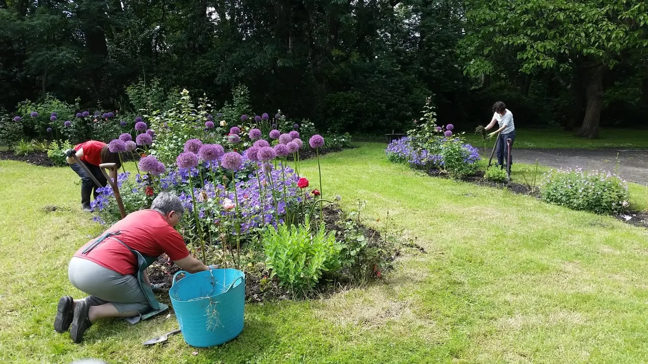 Visitors tending flower beds with purple alliums and blue delphiniums in a community garden surrounded by trees.