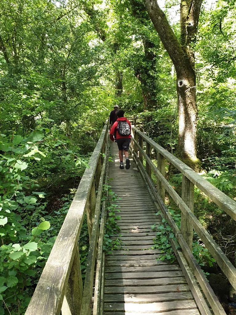 A person in a red jacket walking on a wooden boardwalk through dense green woodland.