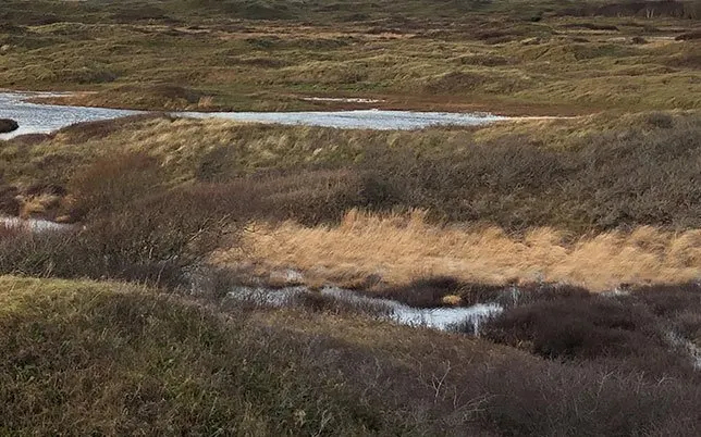 Rolling moorland with patches of water and golden grasses at a nature reserve.