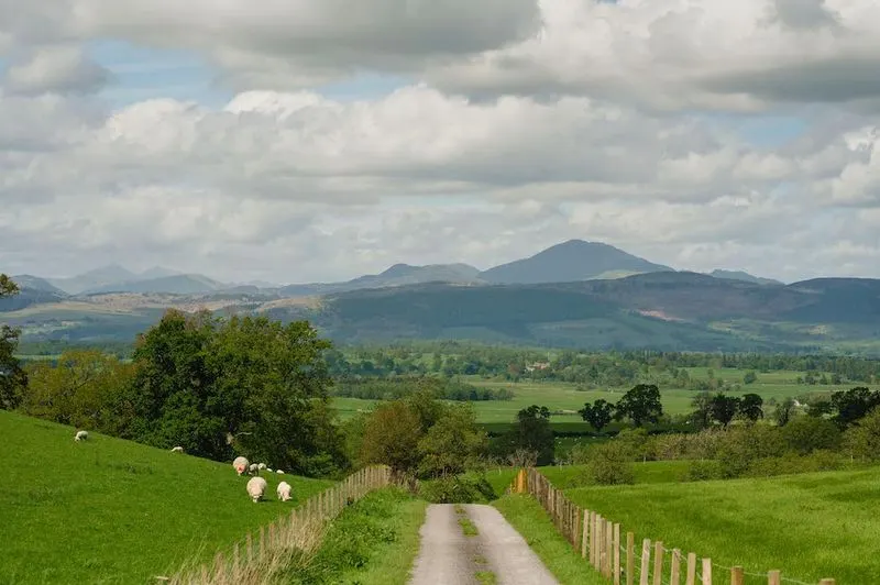Sheep graze on rolling green hillside pasture beside a farm track, with mountains visible in the distance.