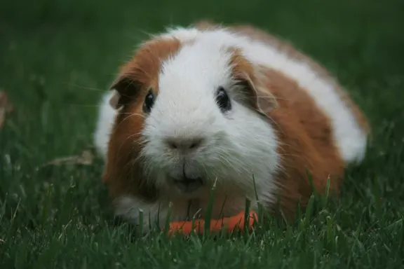 Guinea pig with brown and white markings on green grass.