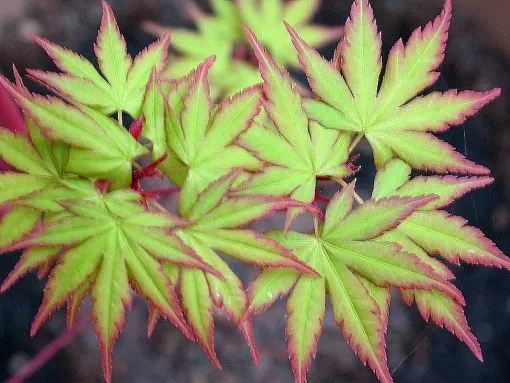 Lime-green and red Japanese maple leaves with finely dissected foliage on display.