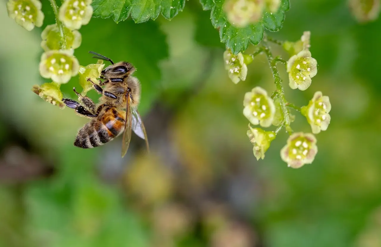 A bee visits small pale green flowers covered in dewdrops on a plant stem.