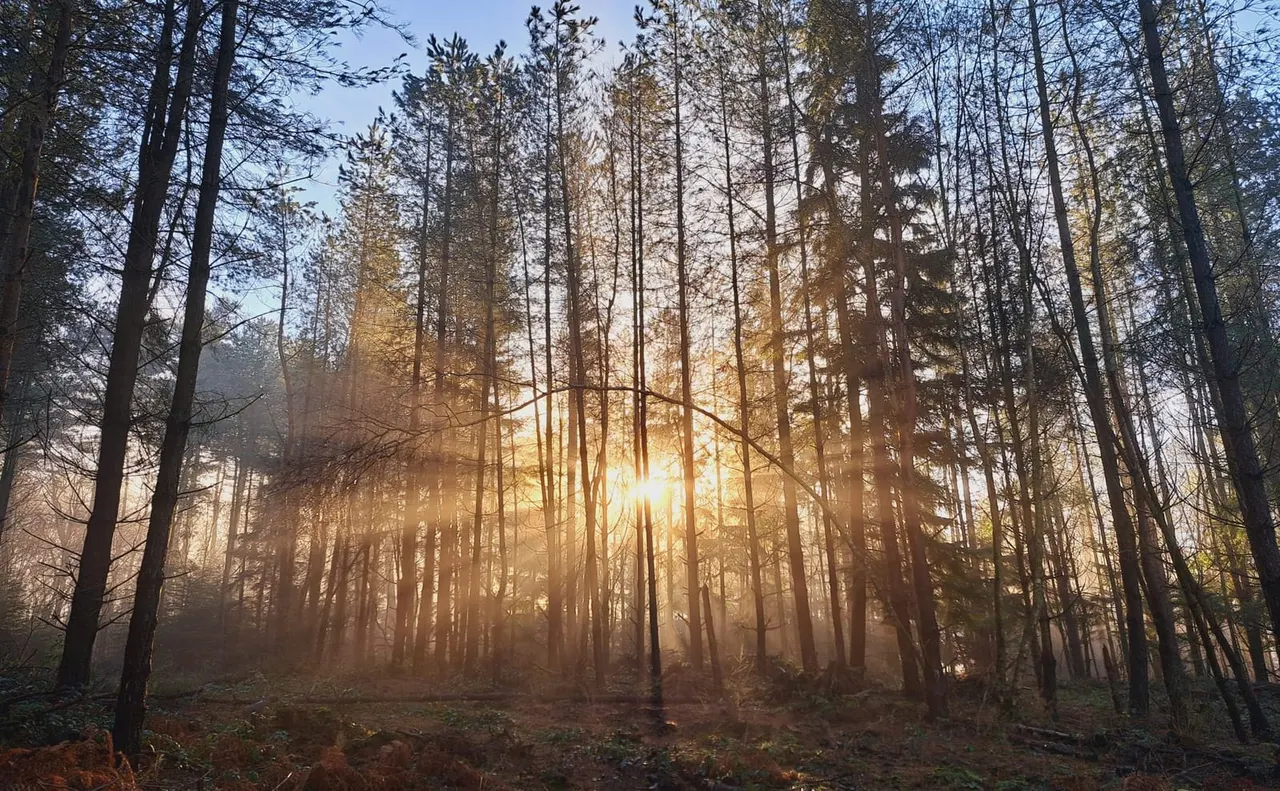 Sunlight streaming through tall pine trees in a misty forest with autumn leaf litter on the ground.