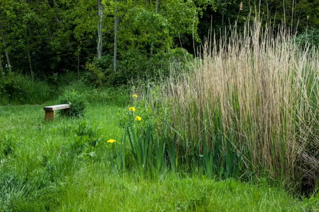 A wooden bench sits in a grassy clearing beside yellow flowers and tall dried reeds, with trees visible in the background.