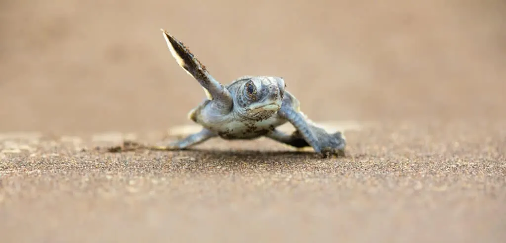 Hatchling sea turtle crawling across sand towards the ocean.