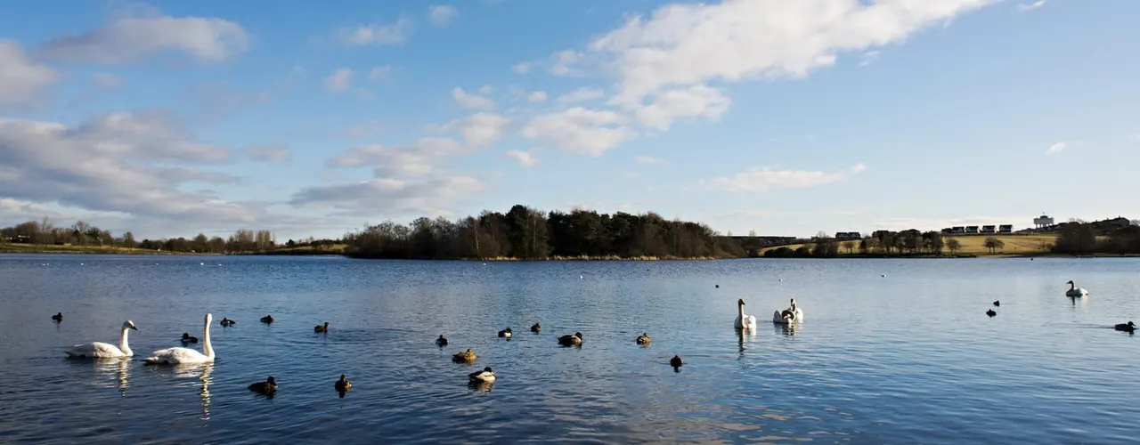 Swans and waterfowl on a calm lake surrounded by woodland and fields under a partly cloudy sky.