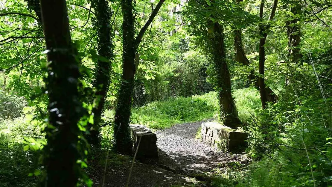 A shaded woodland path winds between moss-covered tree trunks with lush green foliage overhead.