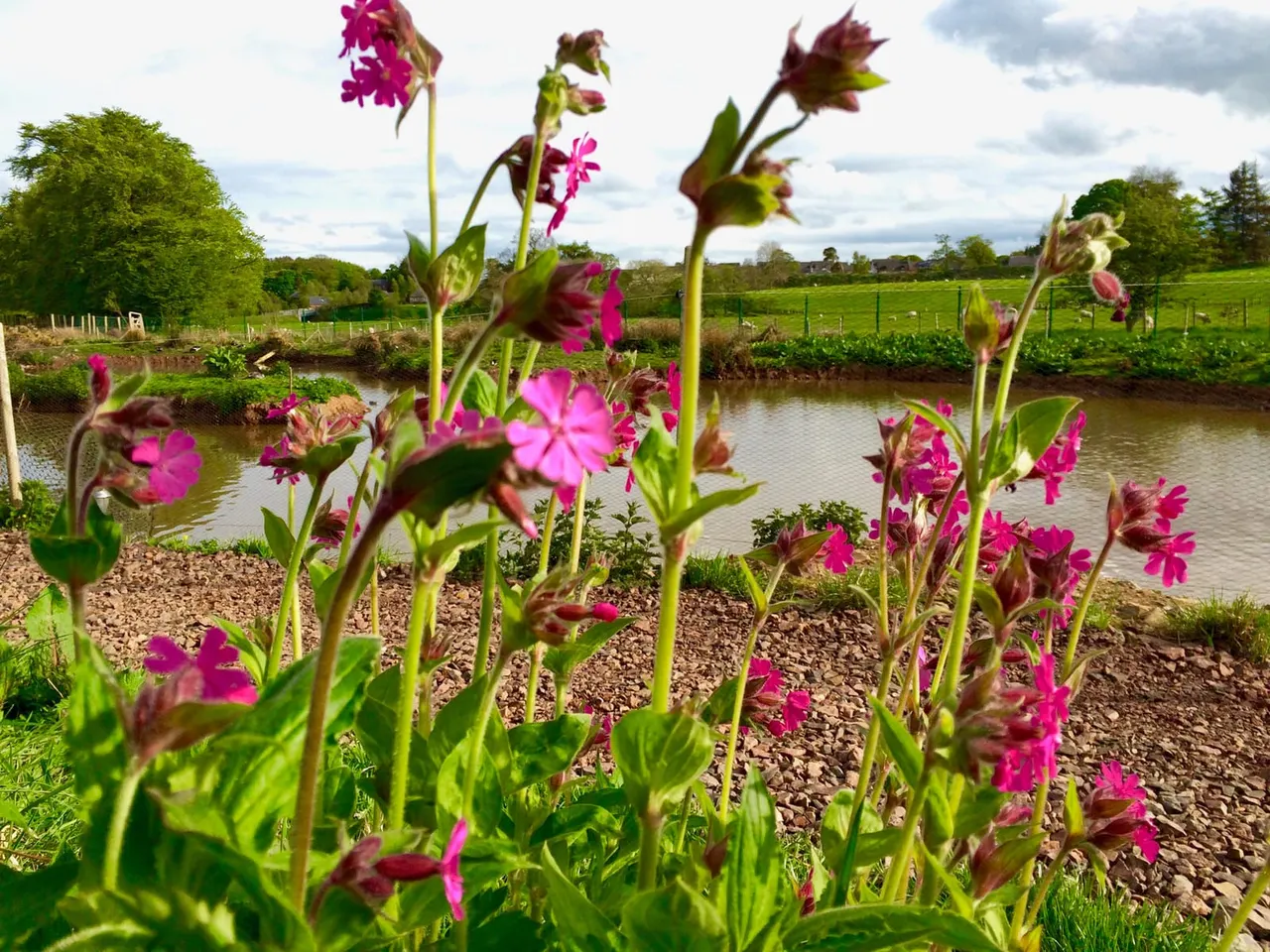 Bright magenta flowers bloom in the foreground beside a canal, with rural farmland and trees visible beyond.