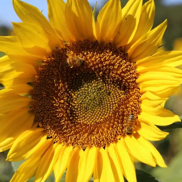 Bee pollinating the centre of a bright yellow sunflower bloom.