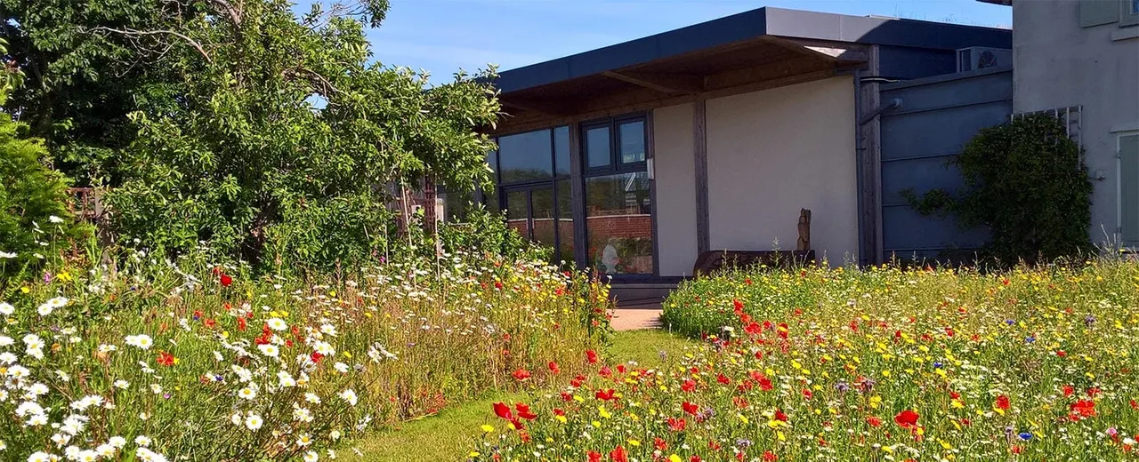 Wildflower meadow with red, white and yellow blooms in front of a modern building with large windows under clear sky.