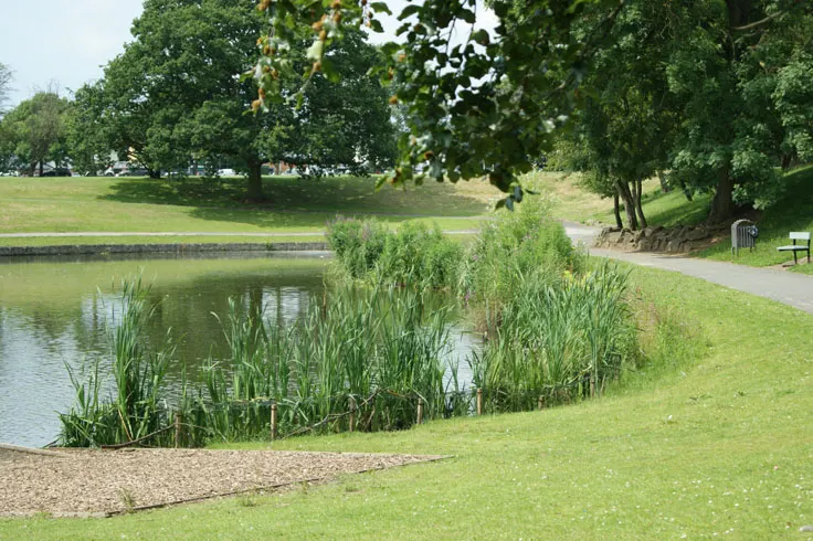 Peaceful park with a pond edged by reeds and trees, a grassy area and paved pathway alongside.