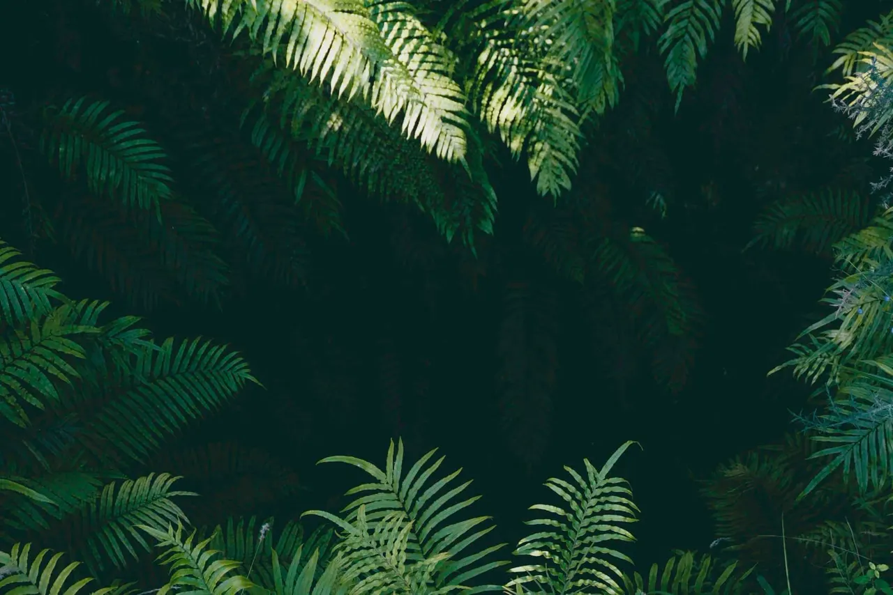 Dense canopy of green fern fronds with dappled sunlight filtering through the foliage.