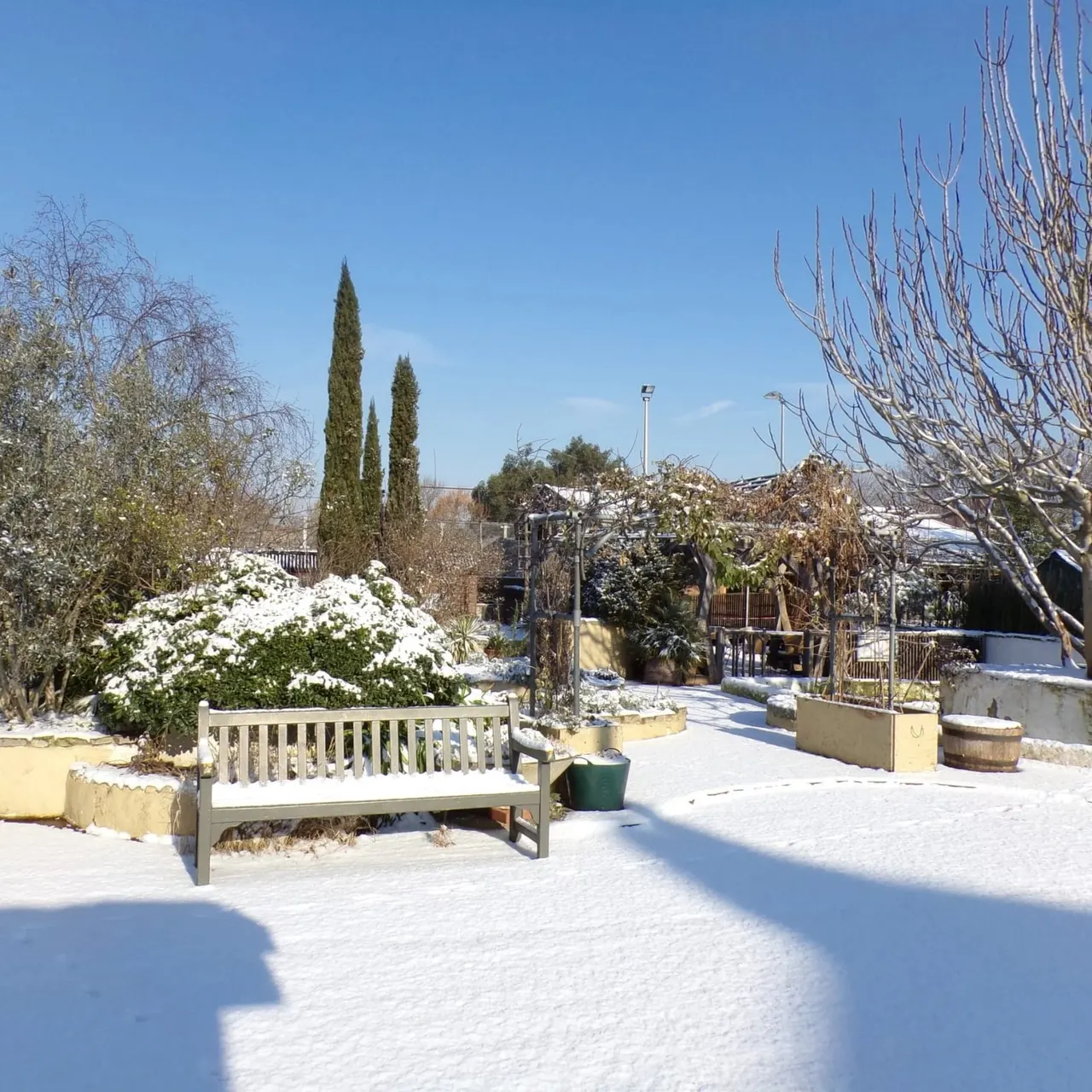Snow-covered garden with wooden bench, cypress trees and shrubs in winter sunshine.