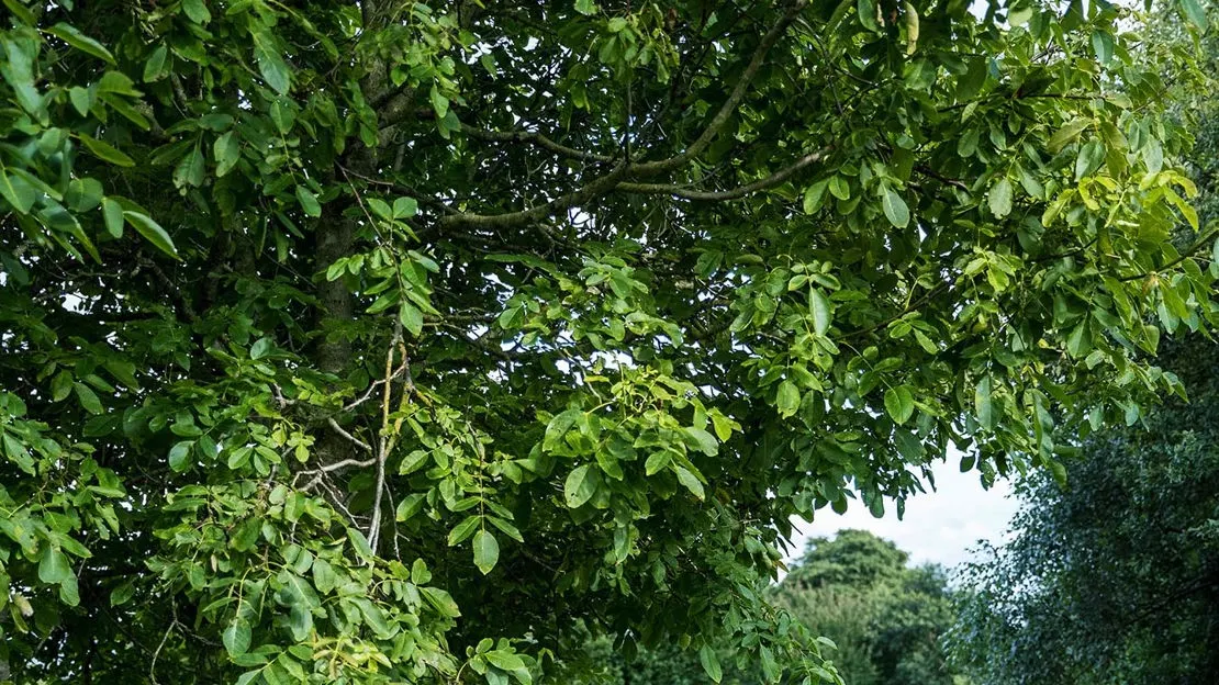 Dense green tree canopy with leafy branches creating dappled shade in woodland.