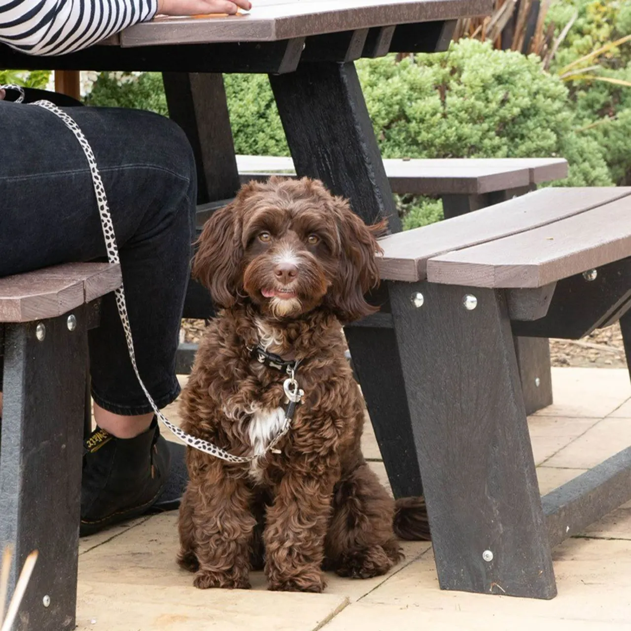 Dog-friendly Fairway Inn setting