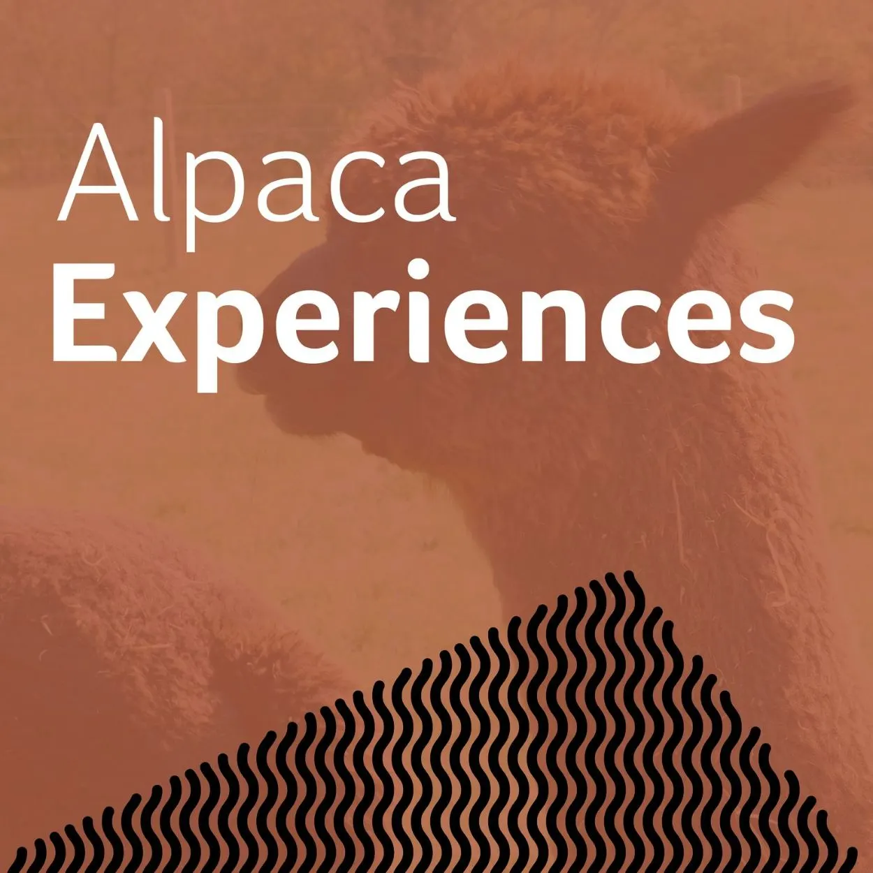Wolfridge Alpaca Barn