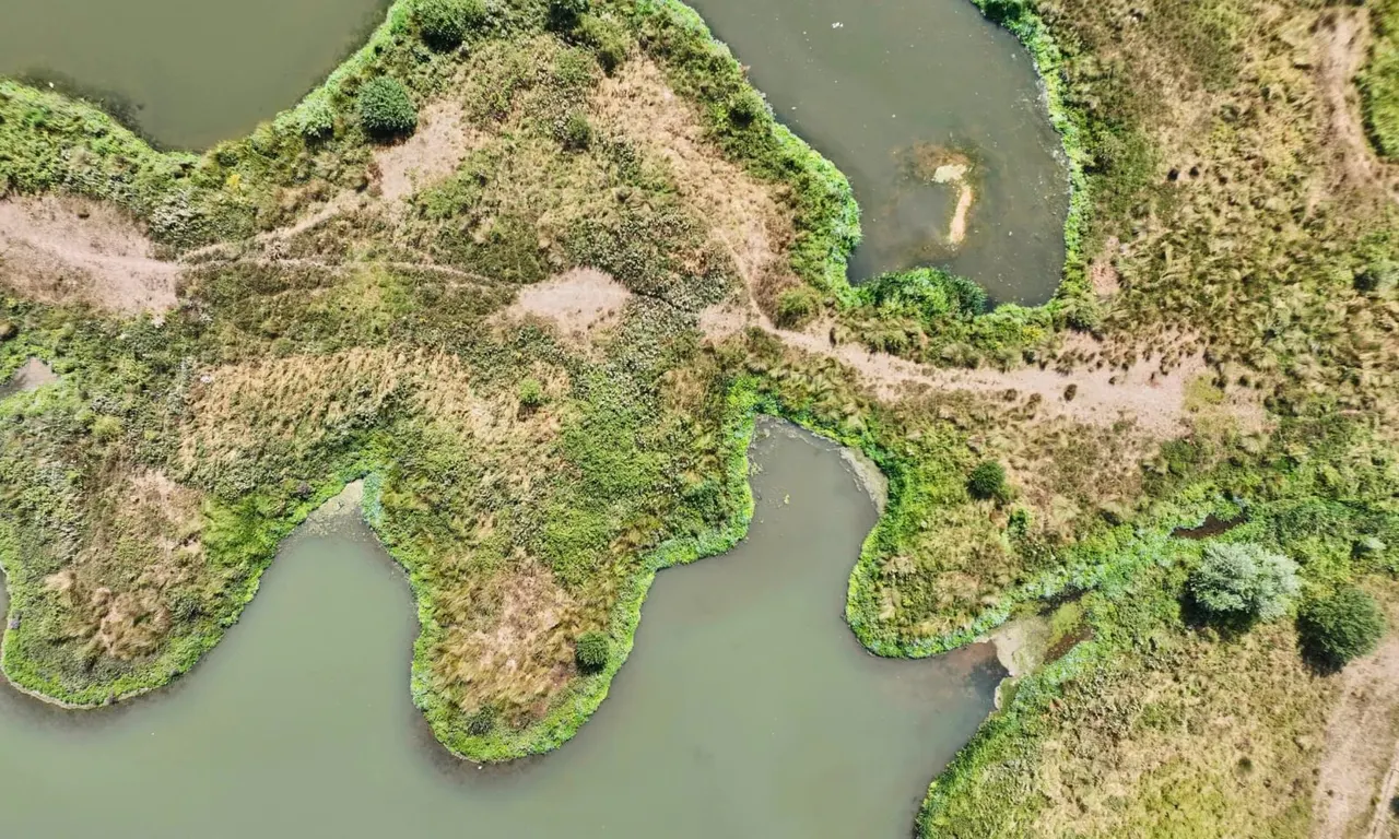 Aerial view of meandering waterway through mossy mudflats and marshland with green vegetation.
