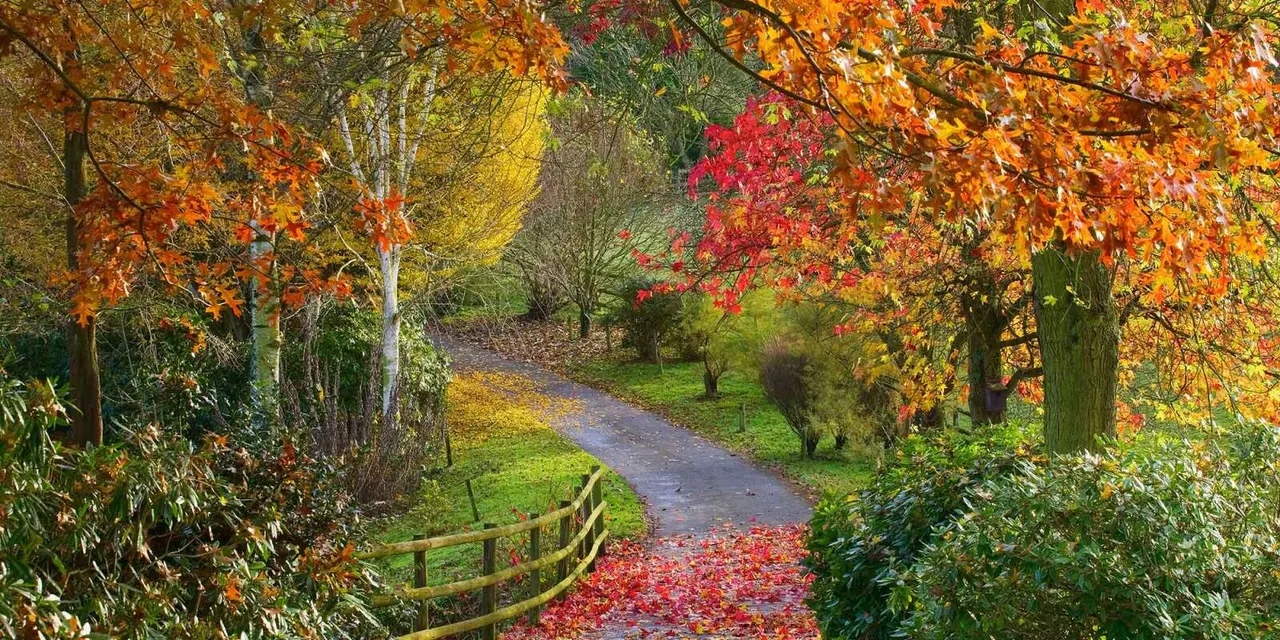A tree-lined autumn pathway with orange and red foliage overhead, wooden fence, and fallen leaves carpeting the ground.