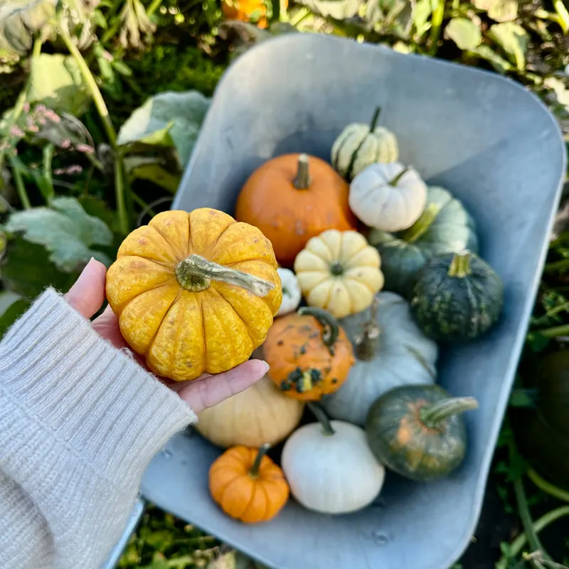 Person holding a yellow squash in front of a blue tray filled with assorted gourds and pumpkins in a garden setting.