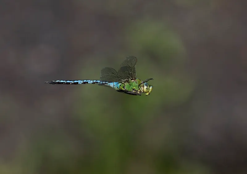 A blue and green dragonfly in flight against a blurred natural background.