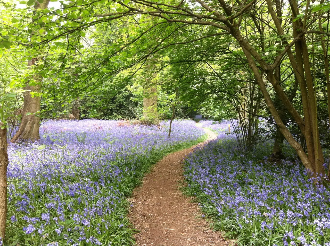 Woodland path lined with blooming purple bluebells under a canopy of green trees.