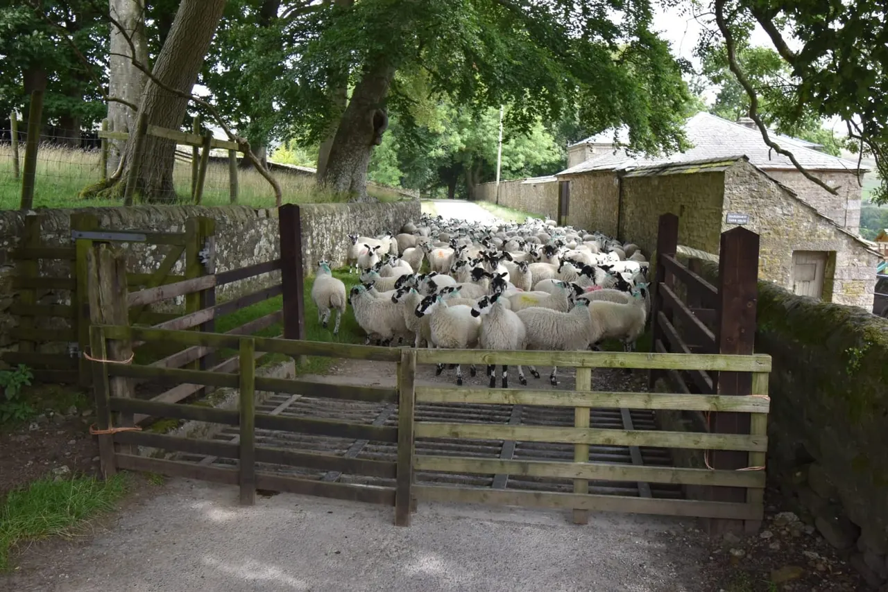 A flock of sheep with black faces and legs gathered in a stone-walled farmyard, viewed through wooden gates.