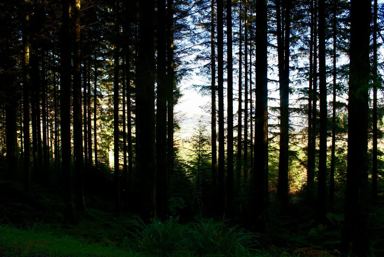 Dense coniferous forest with tall trees creating a shaded path, light filtering through the canopy ahead.