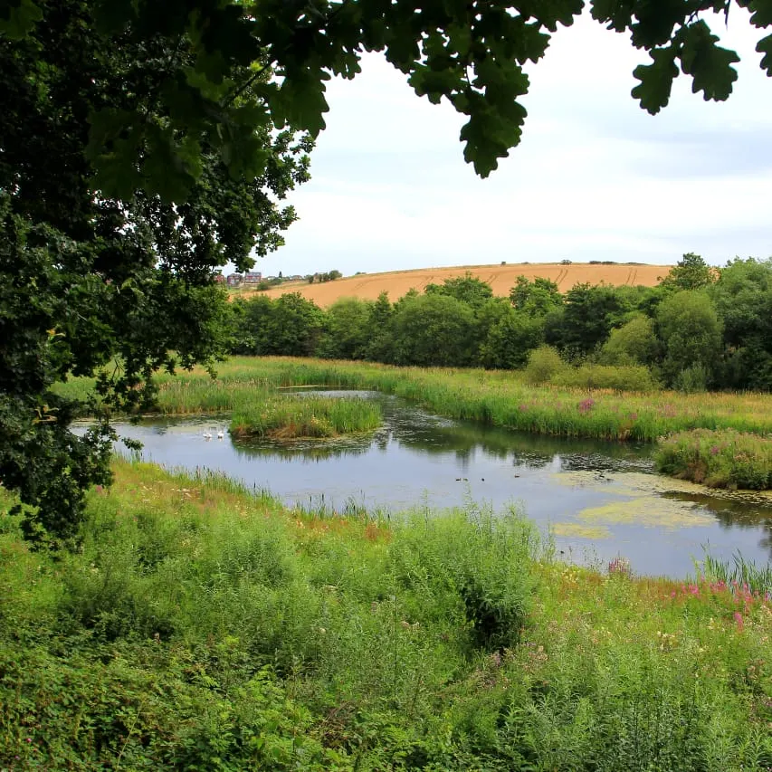 A river winding through wetland with reeds and wildflowers, framed by overhanging tree branches, with rolling fields beyond.