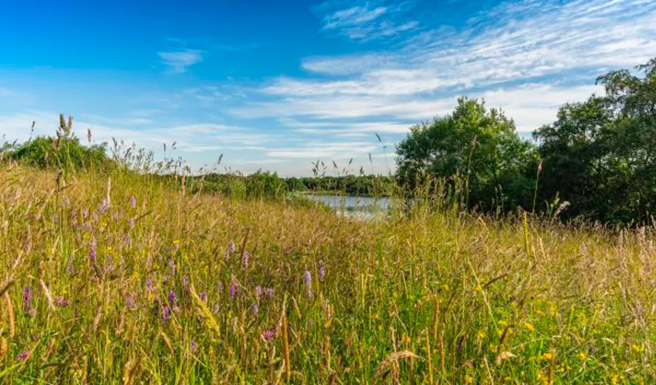 Wetland landscape with wildflowers, reeds and trees bordering a water body under blue sky.
