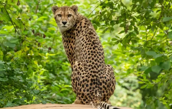 Cheetah at Colchester Zoo