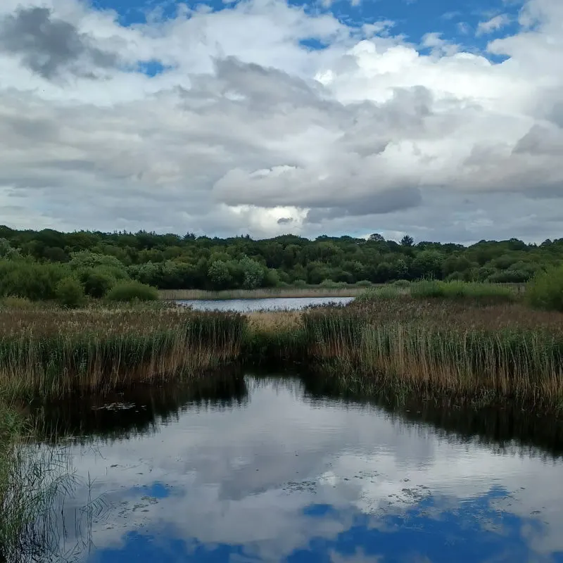 Wetland landscape with reedy channels and ponds reflecting a cloudy sky, bordered by woodland.