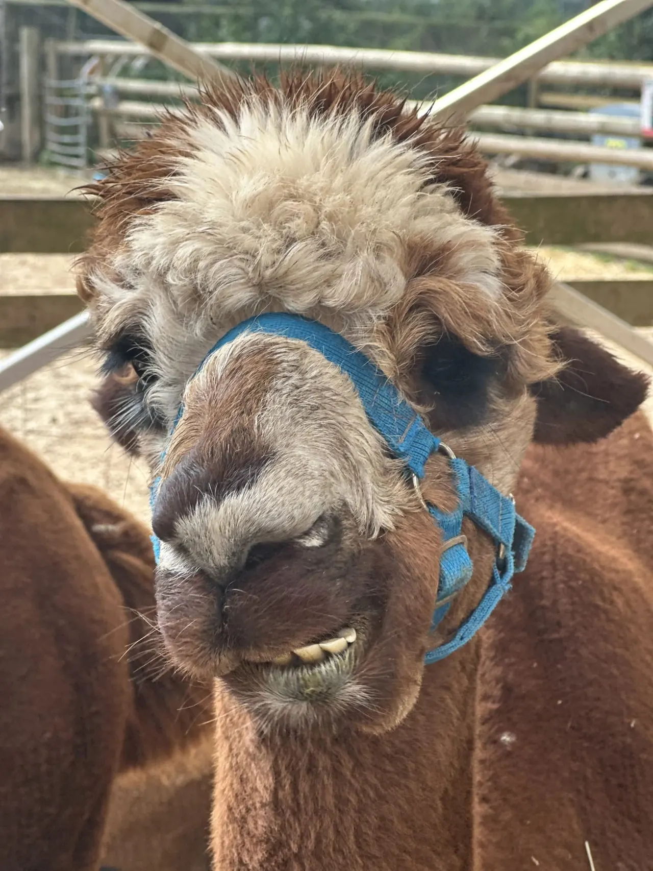 Close-up of an alpaca wearing a blue halter in a farm enclosure.