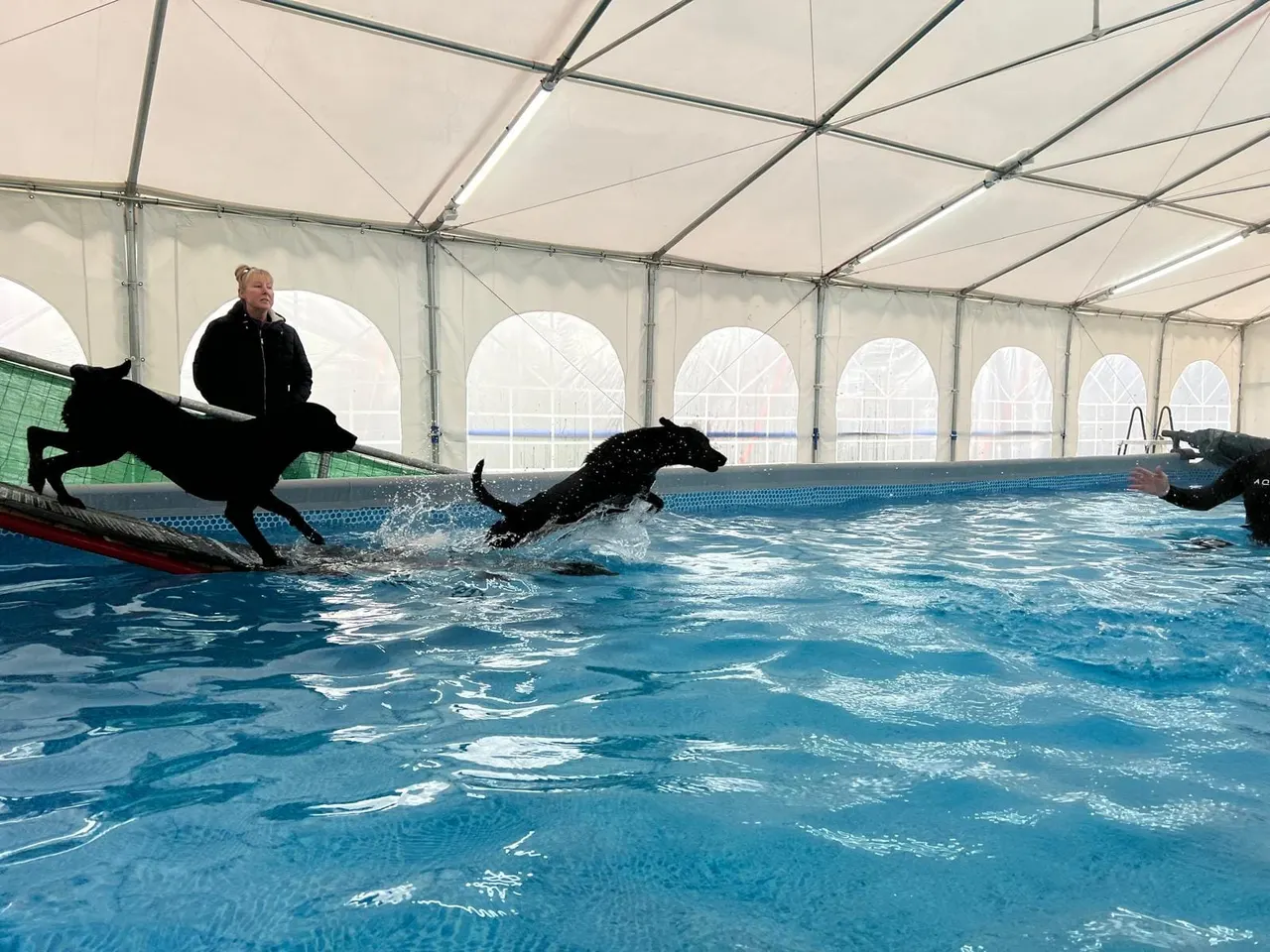Dogs leaping and swimming in an indoor heated pool under a large tent structure with an instructor supervising.